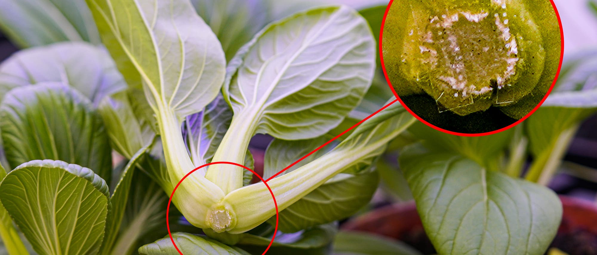 Grünes Blattgemüse, möglicherweise Pak Choi, wächst in einem Topf. Ein roter Kreis hebt einen Bereich an der Basis der Pflanze hervor. Ein vergrößertes Detailbild zeigt eine beschädigte Stelle mit weißen Flecken, die auf einen Schädlingsbefall hinweisen könnten. Im Hintergrund sind weitere Pflanzen sichtbar. Grünes Blattgemüse, möglicherweise Pak Choi, wächst in einem Topf. Ein roter Kreis hebt einen Bereich an der Basis der Pflanze hervor. Ein vergrößertes Detailbild zeigt eine beschädigte Stelle mit weißen Flecken, die auf einen Schädlingsbefall hinweisen könnten. Im Hintergrund sind weitere Pflanzen sichtbar.