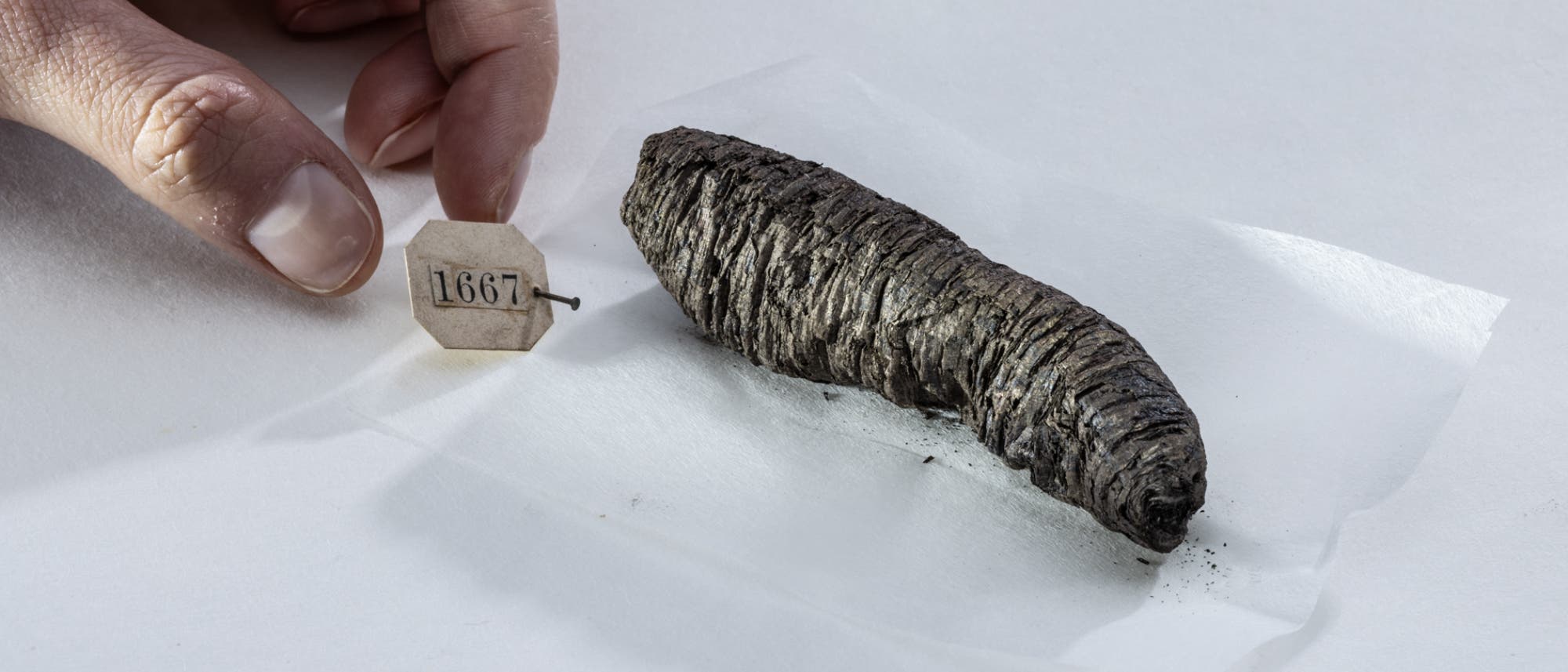 Eine Hand h&auml;lt ein kleines, achteckiges Etikett mit der Nummer "1667" neben einer etwas mehr als fingerlangen, kohlschwarzen Papyrusrolle, die auf einem Papier liegt. Die Rolle hat eine unregelm&auml;&szlig;ige, geriffelte Oberfl&auml;che. Die Szene ist auf einem neutralen Hintergrund dargestellt.