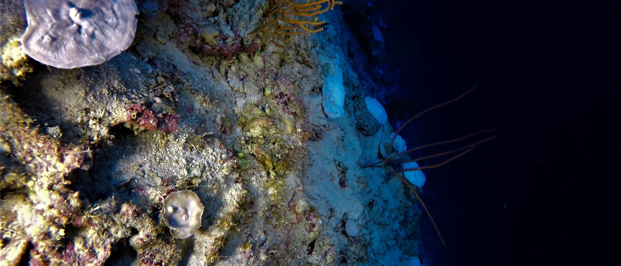 Ein vielfältiges Korallenriff im Indischen Ozean in einer Tiefe von 90 Metern. Links ist das Riff beleuchtet, man sieht ausgebleichte Korallen, die rechte Hälfte ist dunkel
