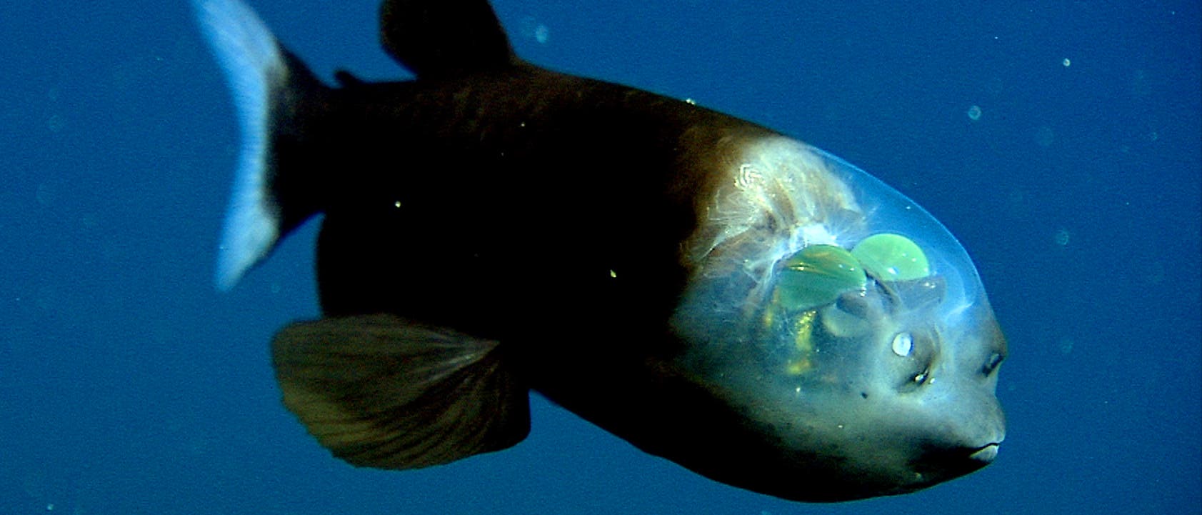Ein Fisch mit einem durchsichtigen Kopf schwimmt im tiefblauen Wasser. Die inneren Strukturen des Kopfes sind sichtbar, einschlie&szlig;lich der Augen und anderer Organe. Der K&ouml;rper des Fisches ist dunkel, w&auml;hrend der Kopf eine transparente Kuppel aufweist, die einen Blick auf die komplexe Anatomie erm&ouml;glicht. Der Hintergrund ist einheitlich blau, was die Details des Fisches hervorhebt.