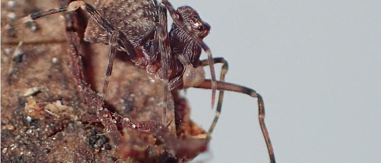 Eine Nahaufnahme einer Spinne auf einem St&uuml;ck Holz. Das Tier hat einen segmentierten K&ouml;rper und lange, d&uuml;nne Beine. Die Textur des Holzes ist rau und zeigt kleine Partikel. Der Hintergrund ist unscharf, was den Fokus auf die Spinne lenkt.