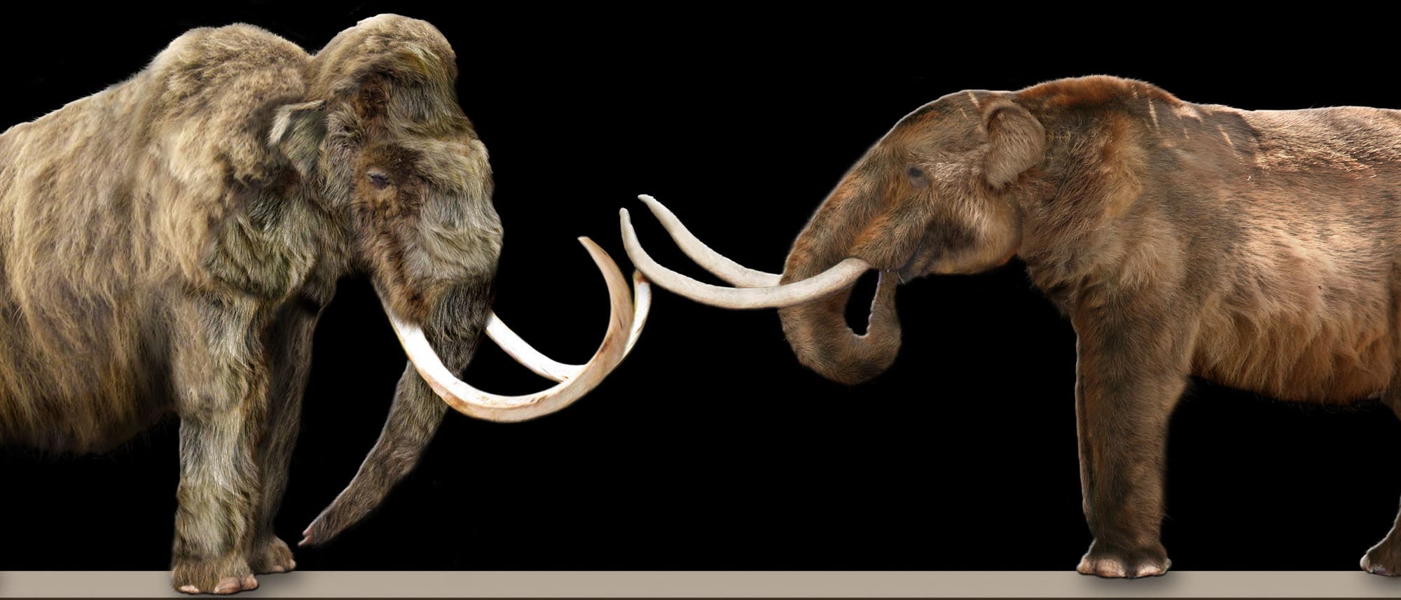 Mammut und Mastodon