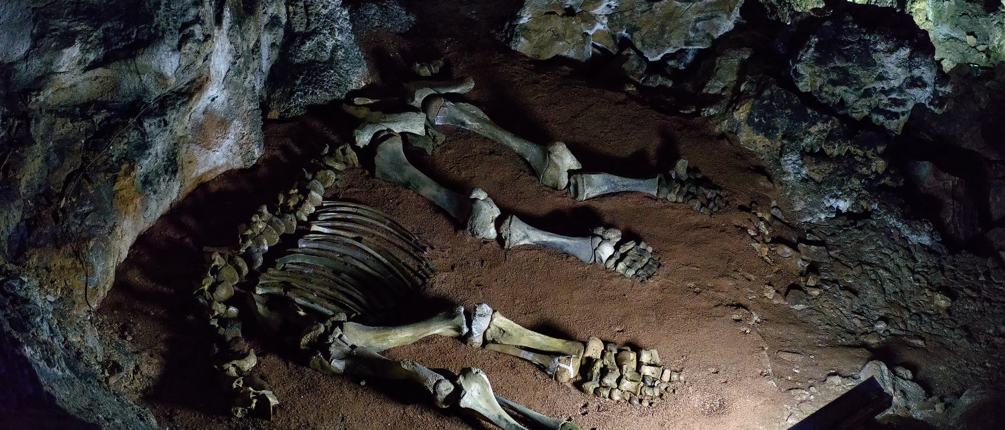 Skelett eines Mammutjungtiers in einer Karsthöhle