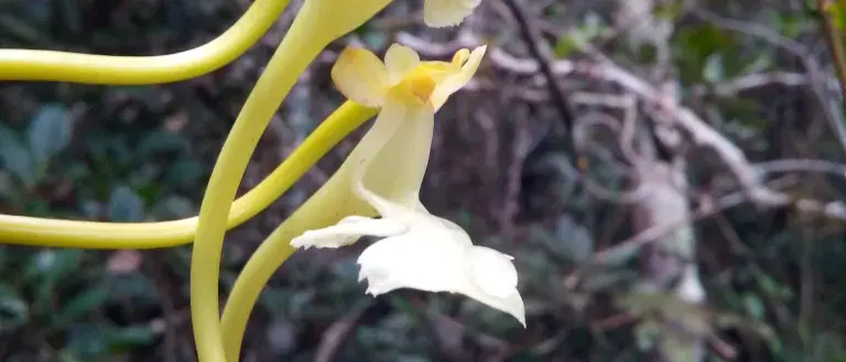 Blüte der Orchidee Solenangis impraedicta mit sehr langem Blütenkelch vor natürlicher Vegetation im Hintergrund. Die Orchidee ist gelblich-weiß, der Blütenkelch grünlich 