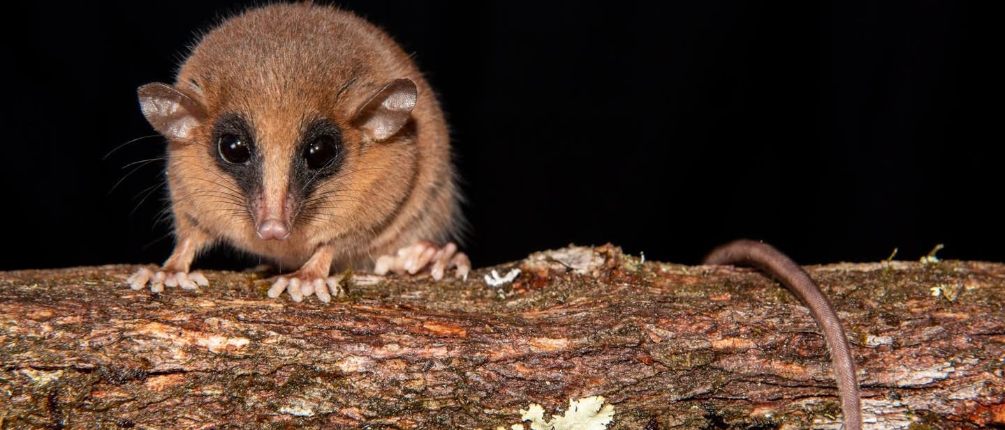 Ein kleines, pelziges Tier mit gro&szlig;en Augen sitzt auf einem Ast, der mit Flechten bedeckt ist. Der Hintergrund ist dunkel, wodurch das Tier im Vordergrund hervorgehoben wird. Das Tier hat einen langen, d&uuml;nnen Schwanz, der sich um den Ast windet.
