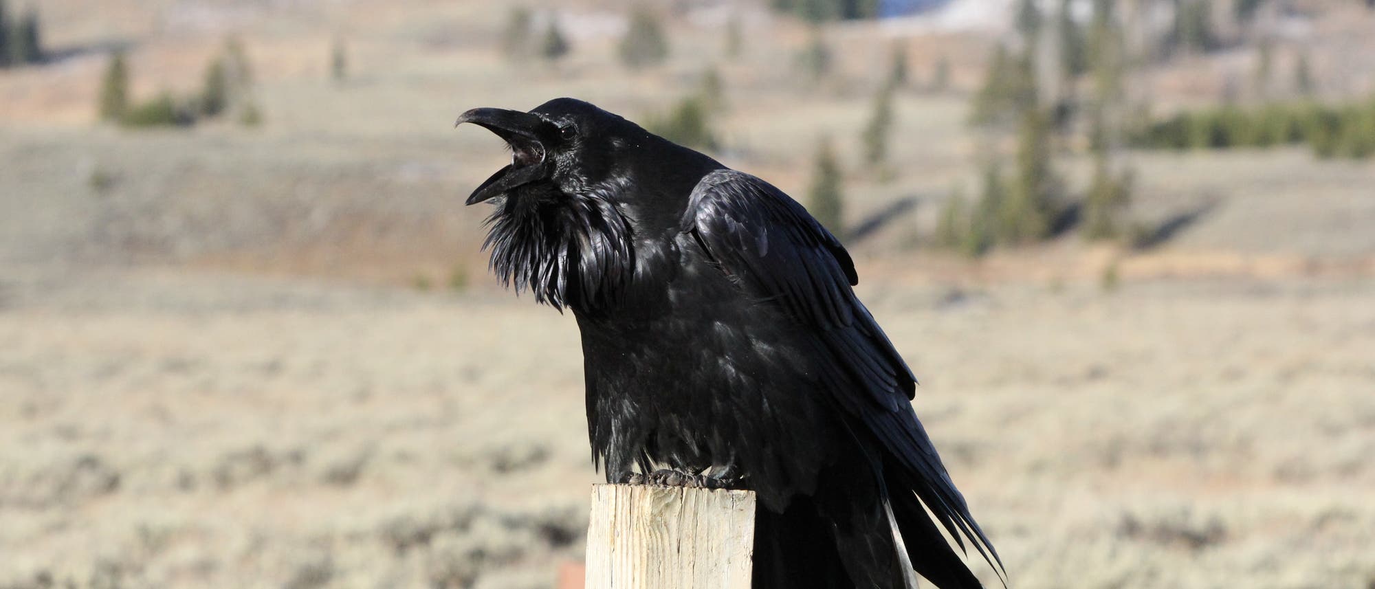 Ein Kolkrabe sitzt auf einem Holzpfosten in einer offenen, kargen Landschaft. Der Vogel hat den Schnabel ge&ouml;ffnet, als ob er kr&auml;chzt. Im Hintergrund sind verschwommene H&uuml;gel und einige B&auml;ume zu sehen. Die Szene vermittelt einen Eindruck von Wildnis und Natur.