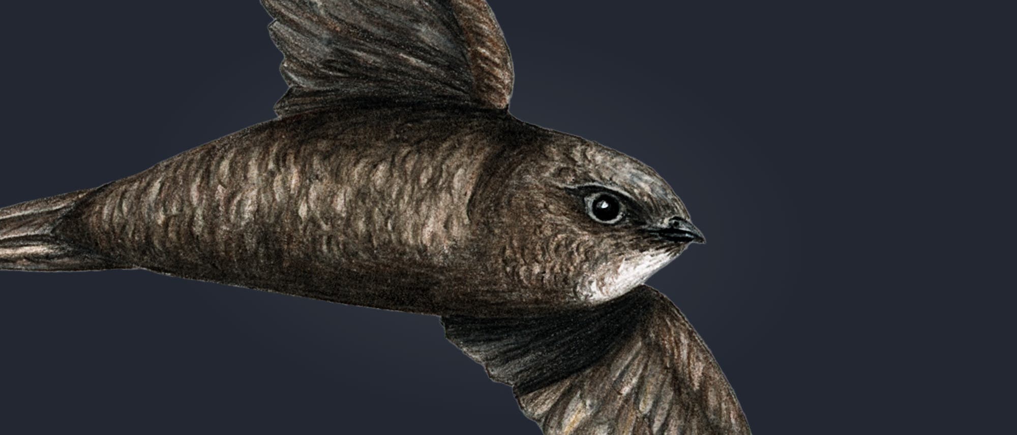 Ein Mauersegler mit ausgebreiteten Flügeln fliegt vor einem weißen Hintergrund. Der Vogel hat ein dunkles, schlankes Gefieder und einen kurzen, gegabelten Schwanz.