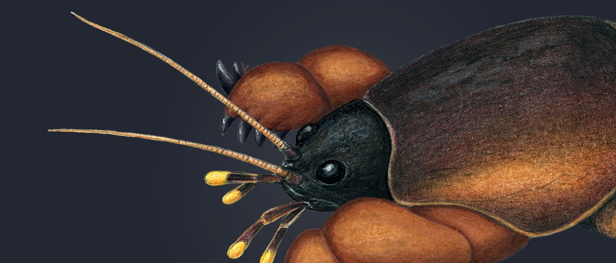 Illustration eines Insekts mit detaillierter Darstellung des Kopfes und der Vorderbeine. Der Kopf ist schwarz mit großen, runden Augen und langen, dünnen Antennen. Die Vorderbeine sind kräftig und braun, mit sichtbaren Krallen. Der Körper ist dunkelbraun mit einem glatten, glänzenden Panzer. Der Hintergrund ist einfarbig dunkelgrau, was das Insekt hervorhebt. Illustration eines Insekts mit detaillierter Darstellung des Kopfes und der Vorderbeine. Der Kopf ist schwarz mit großen, runden Augen und langen, dünnen Antennen. Die Vorderbeine sind kräftig und braun, mit sichtbaren Krallen. Der Körper ist dunkelbraun mit einem glatten, glänzenden Panzer. Der Hintergrund ist einfarbig dunkelgrau, was das Insekt hervorhebt.