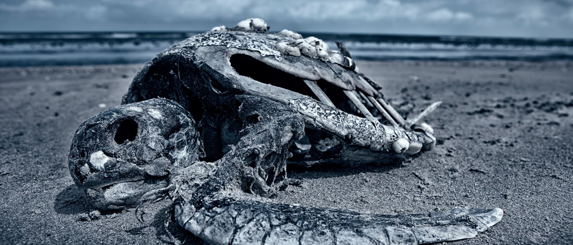 Tote Meeresschildkröte als Symbol sterbender Ozeane