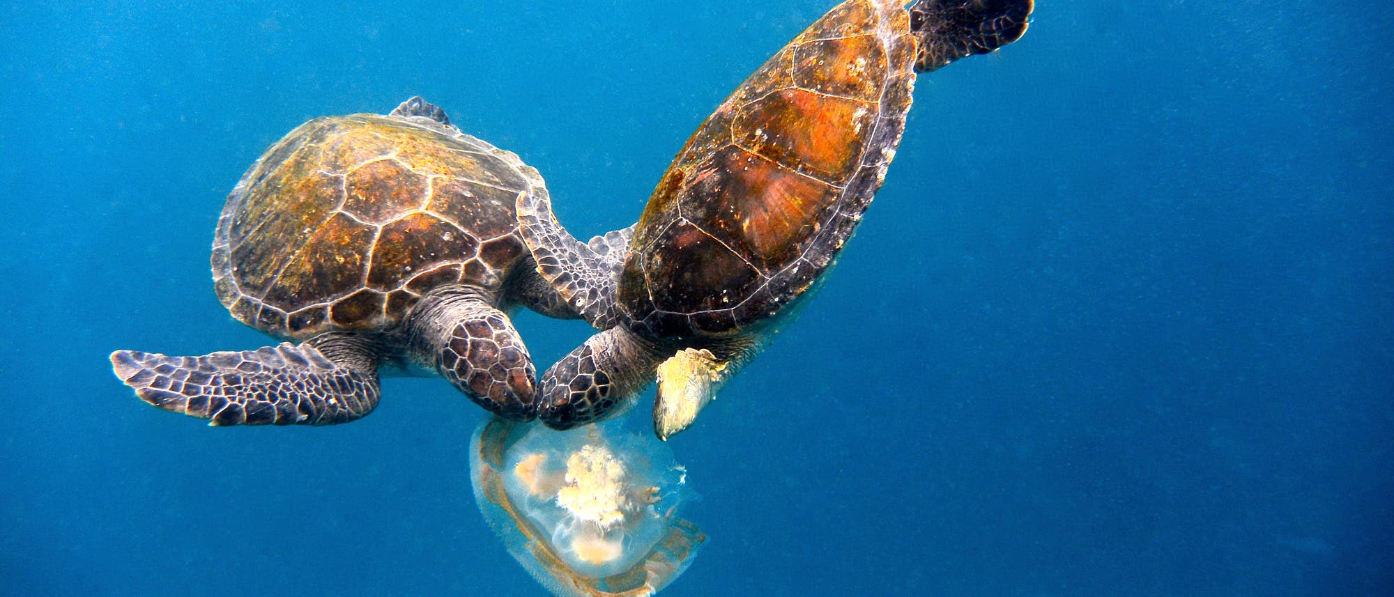 Zwei Meeresschildkröten fressen an einer Qualle