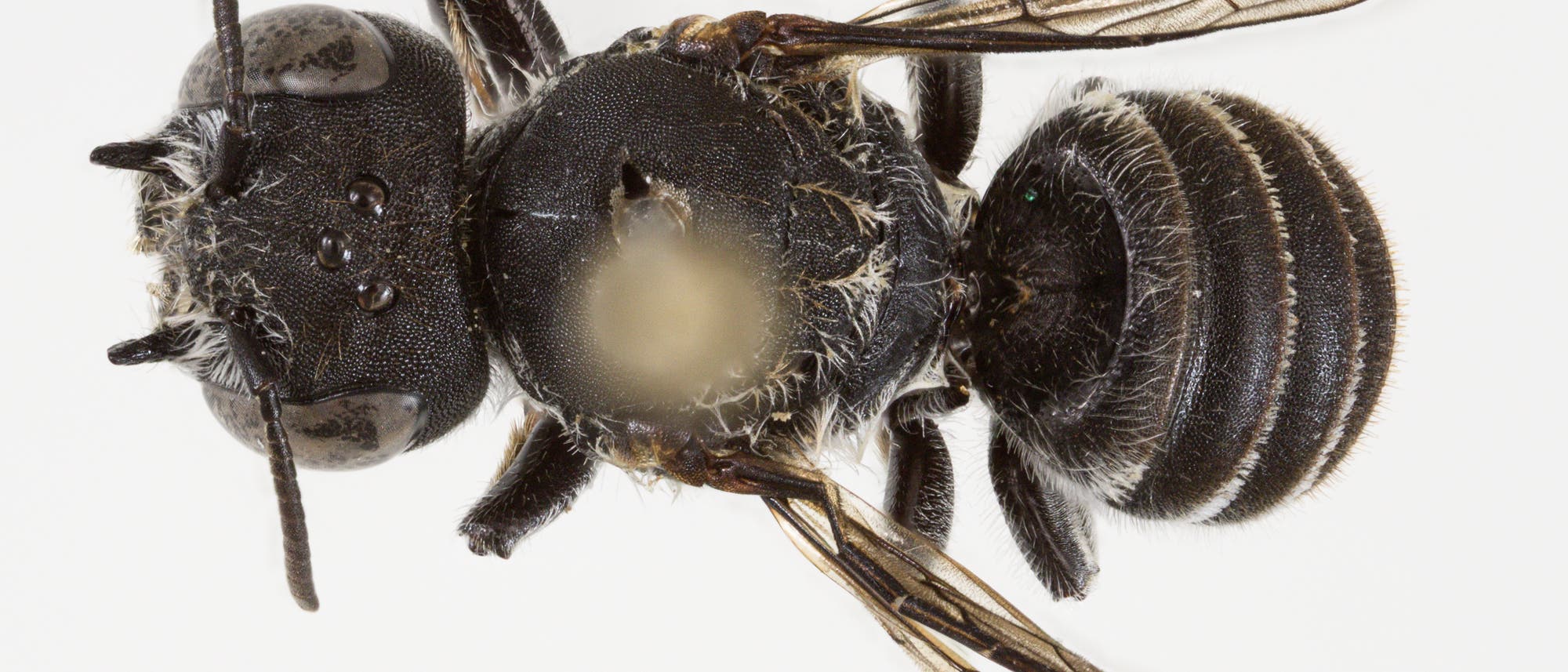 Eine Nahaufnahme einer kleinen schwarzen Biene, die von oben fotografiert wurde. Die Biene hat einen gl&auml;nzenden K&ouml;rper mit feinen Haaren und durchsichtigen Fl&uuml;geln. Der Kopf zeigt deutlich die Facettenaugen und F&uuml;hler. Der Hinterleib ist mit hellen Streifen versehen. Eine Ma&szlig;stabsleiste in der unteren linken Ecke zeigt 1 mm an. Der Hintergrund ist wei&szlig;, was die Details der Biene hervorhebt.