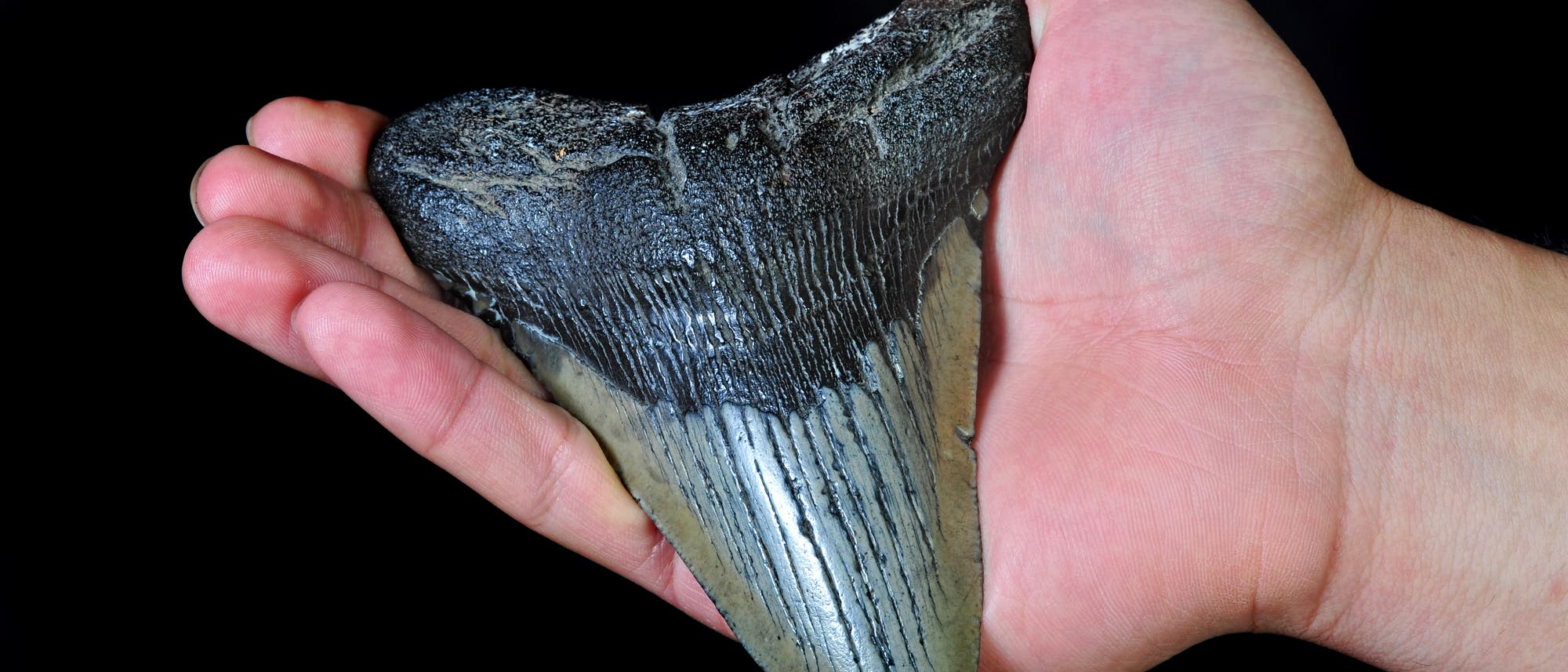 Fossiler Zahn des ausgestorbenen Riesenhais Megalodon