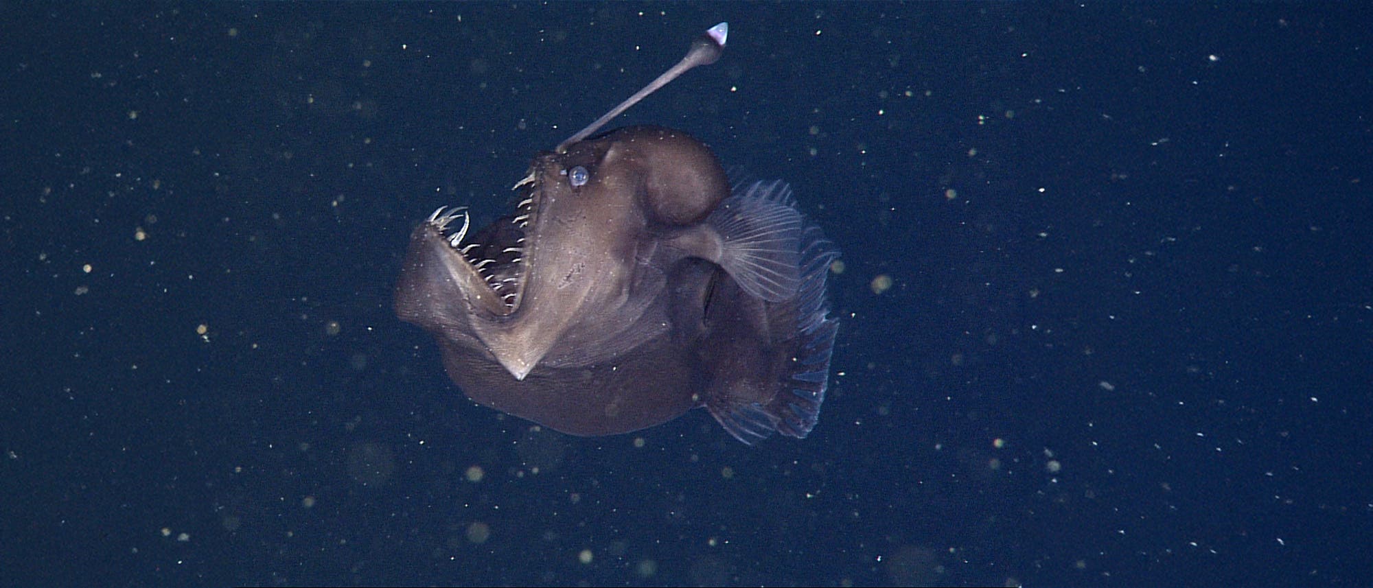 Ein Tiefseefisch mit einem leuchtenden Köder auf dem Kopf schwimmt in dunklem Wasser. Der Fisch hat einen großen, offenen Mund mit sichtbaren Zähnen und Flossen an den Seiten. Im Hintergrund sind kleine Partikel im Wasser zu sehen.