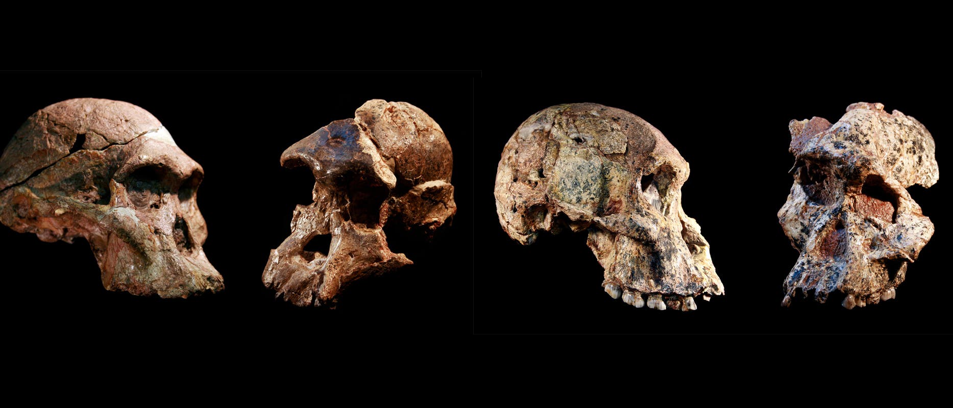 Vier Schädel von Australopithecinen aus den südafrikanischen Karsthöhlen von Sterkfontein. Ihr Alter beträgt bis zu 3,7 Millionen Jahre laut einer neuen Datierung.