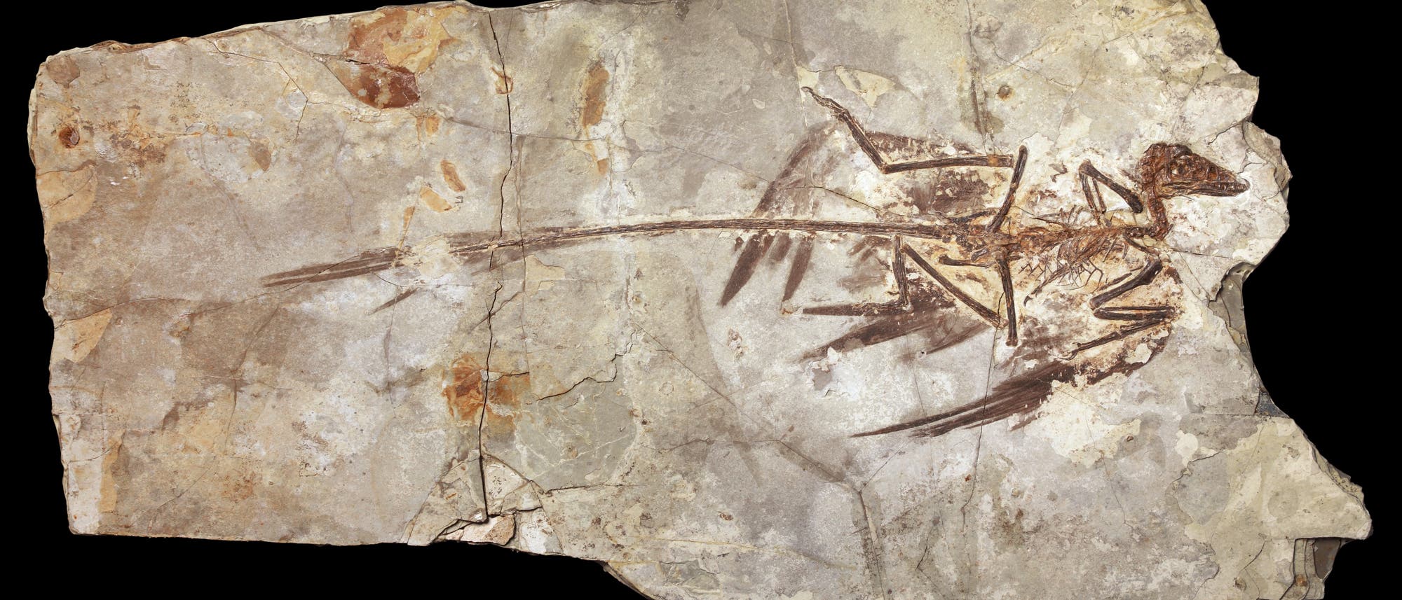 Fossil eines kleinen Dinosauriers in einer hellen Gesteinsplatte. Der Dinosaurier ist seitlich dargestellt, mit einem langen Schwanz und gut erhaltenen Knochenstrukturen. Die Gesteinsplatte zeigt natürliche Verfärbungen und Risse. Fossil eines kleinen Dinosauriers in einer hellen Gesteinsplatte. Der Dinosaurier ist seitlich dargestellt, mit einem langen Schwanz und gut erhaltenen Knochenstrukturen. Die Gesteinsplatte zeigt natürliche Verfärbungen und Risse.