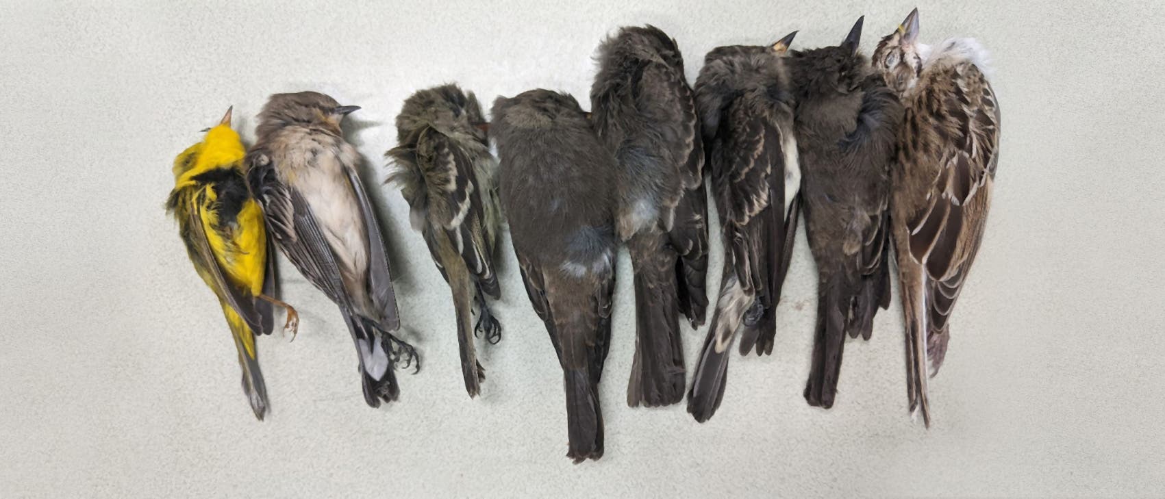 Hunderttausende tote Zugvögel in New Mexico und dem Südwesten der USA