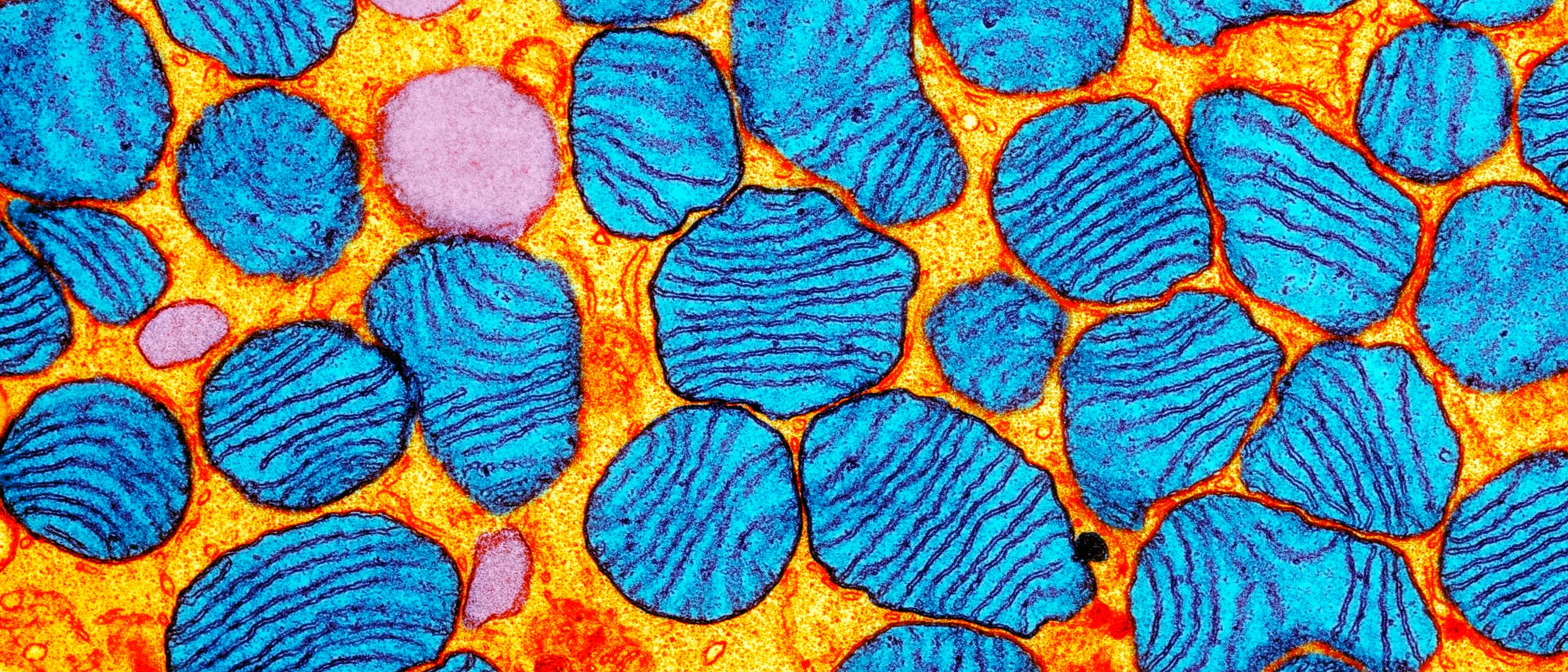 So sehen Mitochondrien (blau) unter einem Elektronenmikroskop aus