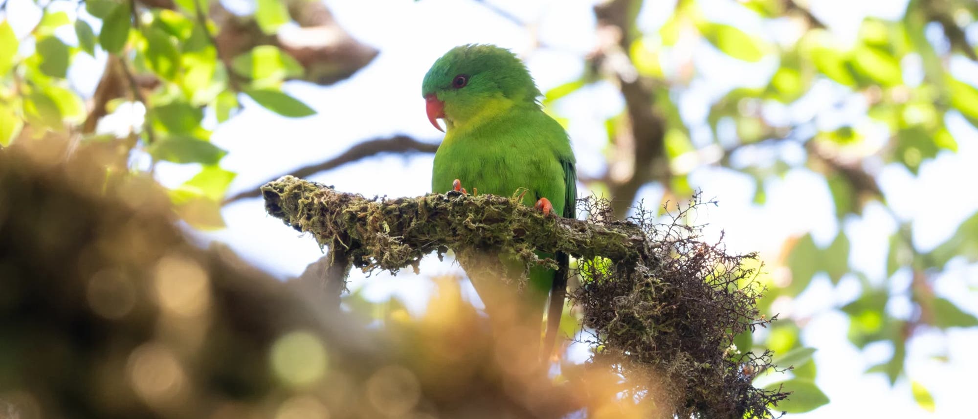 Ein gr&uuml;ner Papagei sitzt auf einem mit Moos bedeckten Ast in einem Baum. Die Umgebung ist von hellen, gr&uuml;nen Bl&auml;ttern umgeben, die im Sonnenlicht leuchten. Der Papagei hat einen roten Schnabel und schaut nach unten. Die Szene vermittelt einen friedlichen Eindruck eines nat&uuml;rlichen Lebensraums.