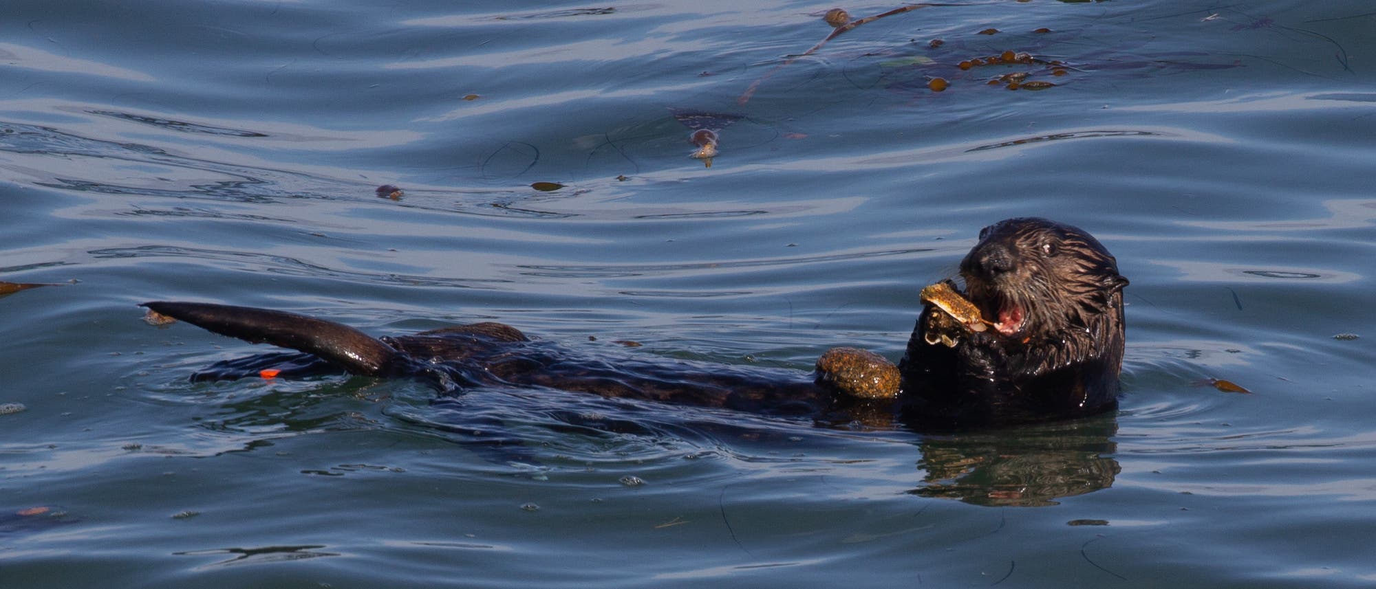 Ein Seeotter an der kalifornischen Küste schlägt seine Beute gegen einen Stein auf seinem Bauch.
