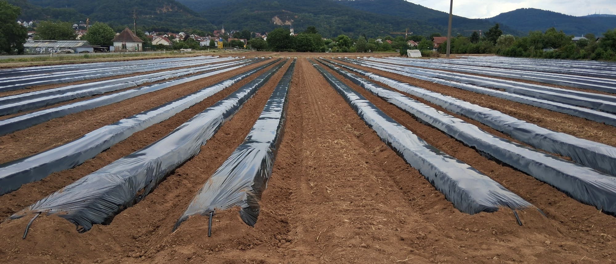 Reihen von mit schwarzer Plastikfolie bedeckten Erdd&auml;mmen auf einem Feld, das f&uuml;r den Anbau vorbereitet wird. Im Hintergrund sind H&uuml;gel und eine kleine Siedlung zu sehen. Der Himmel ist bew&ouml;lkt.
