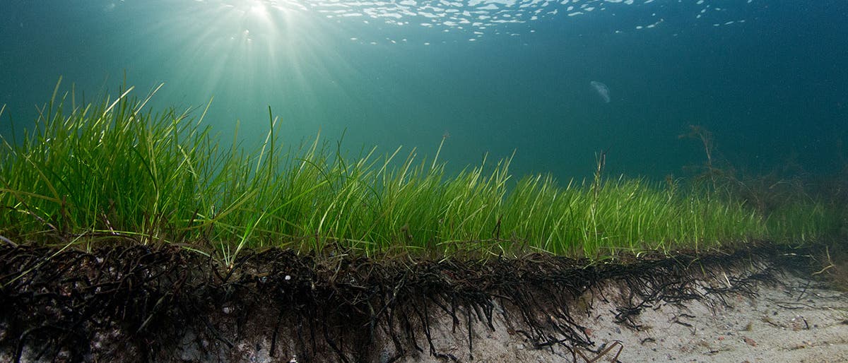Ein Streifen Seegraswiese in der Ostsee.