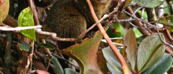 Spitzhörnchen auf Kannenpflanze