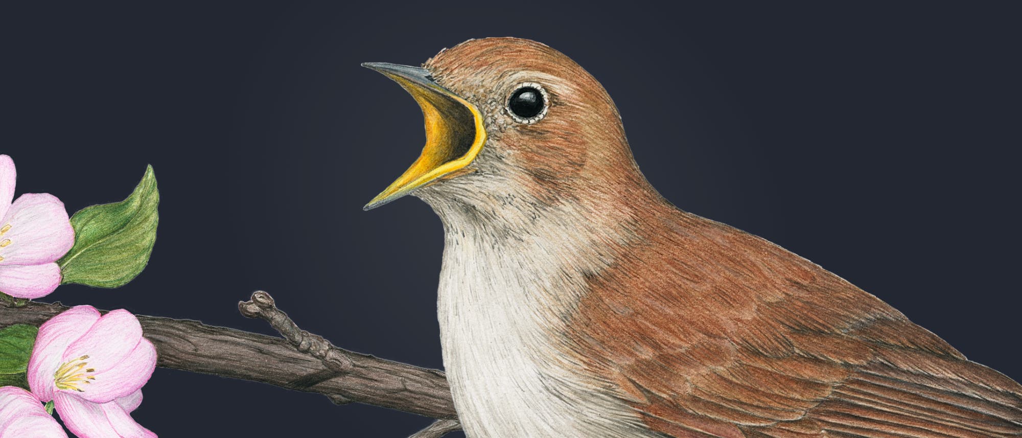 Eine detaillierte Illustration eines singenden Vogels, vermutlich eine Nachtigall, mit braunem Gefieder und offenem Schnabel. Der Vogel sitzt auf einem Ast mit rosa Blüten. Die Darstellung betont die natürlichen Farben und die Textur des Gefieders, während die Blüten zart und lebendig wirken. Kunst, Natur, Vogelillustration. Eine detaillierte Illustration eines singenden Vogels, vermutlich eine Nachtigall, mit braunem Gefieder und offenem Schnabel. Der Vogel sitzt auf einem Ast mit rosa Blüten. Die Darstellung betont die natürlichen Farben und die Textur des Gefieders, während die Blüten zart und lebendig wirken. Kunst, Natur, Vogelillustration.