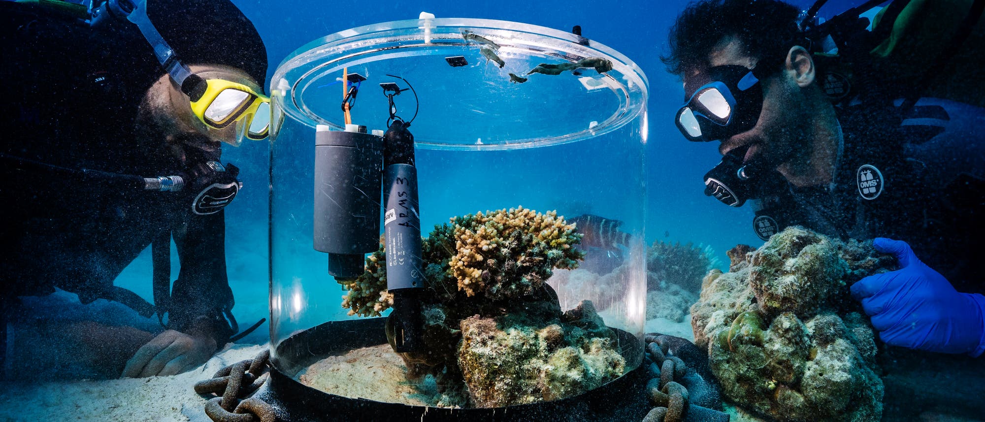 Zwei Taucher untersuchen unter Wasser ein transparentes Behältnis, das Korallen und wissenschaftliche Instrumente enthält. Die Szene zeigt die Taucher in Neoprenanzügen und Tauchmasken, die sich auf die Beobachtung der Korallen konzentrieren. Der Hintergrund ist von klarem, blauem Wasser umgeben. Die Instrumente im Behältnis scheinen zur Messung oder Überwachung der Korallen verwendet zu werden. Zwei Taucher untersuchen unter Wasser ein transparentes Behältnis, das Korallen und wissenschaftliche Instrumente enthält. Die Szene zeigt die Taucher in Neoprenanzügen und Tauchmasken, die sich auf die Beobachtung der Korallen konzentrieren. Der Hintergrund ist von klarem, blauem Wasser umgeben. Die Instrumente im Behältnis scheinen zur Messung oder Überwachung der Korallen verwendet zu werden.