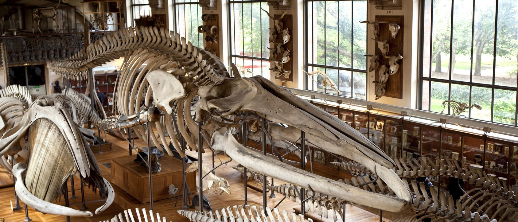 In großen Museen lagern oft mehrere Millionen Tier- und Pflanzenpräparate, die die Vielfalt des Lebens dokumentieren wie diese Walskelette im Naturhistorischen Museum von Paris.
