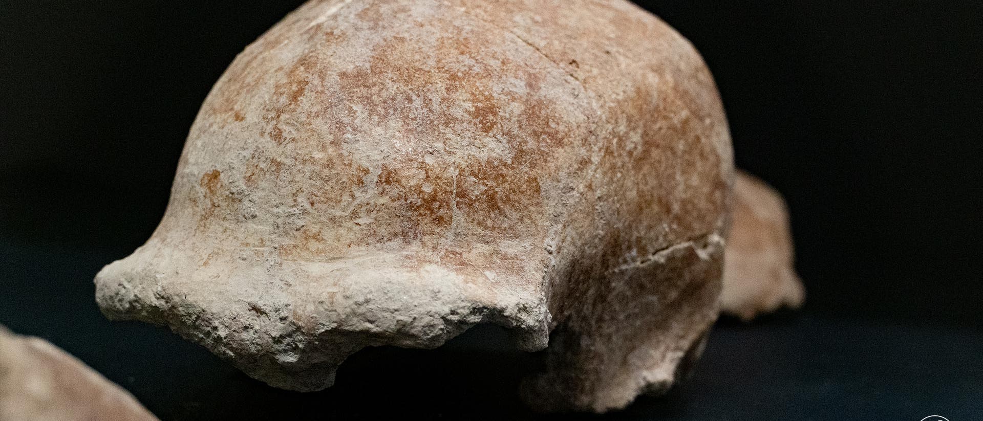 Schädelfragment eines Neandertalers