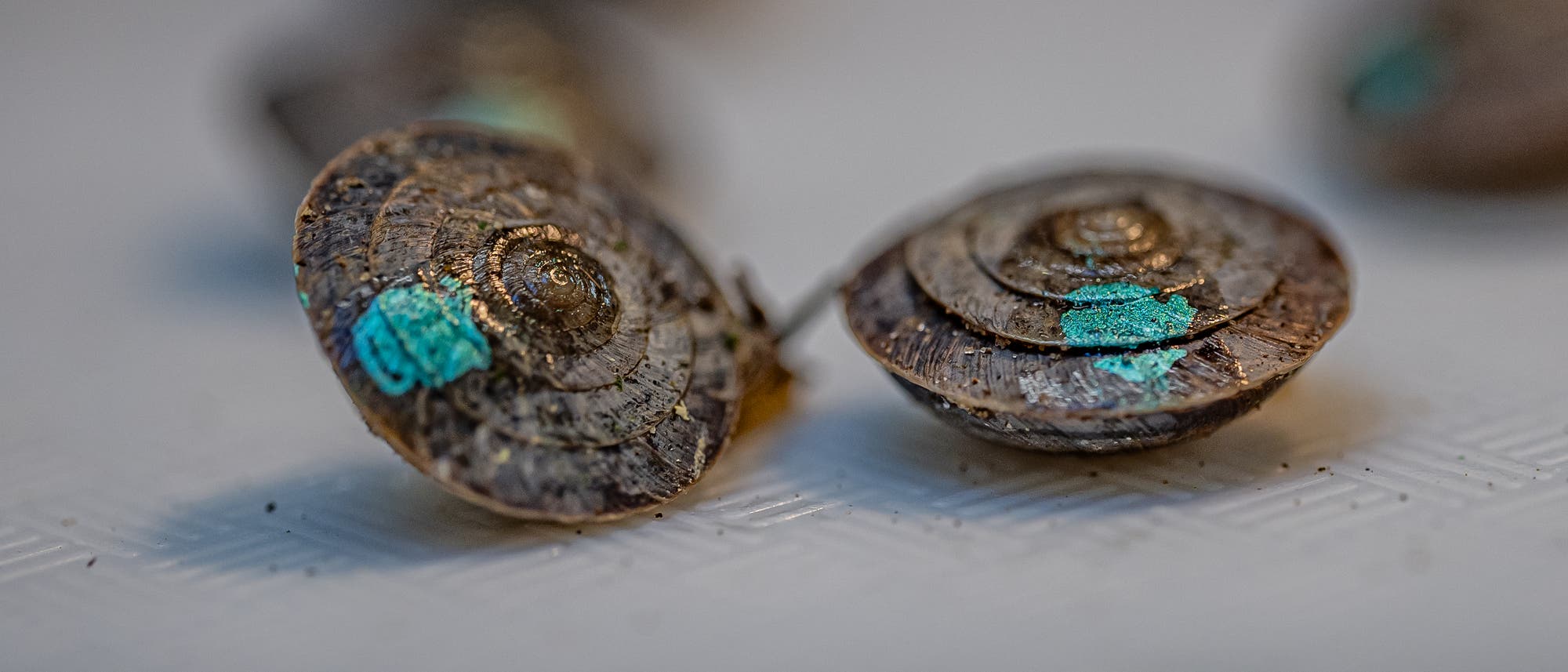 Nahaufnahme von zwei Schneckenh&auml;usern auf einer strukturierten Oberfl&auml;che. Die Geh&auml;use sind spiralf&ouml;rmig und weisen eine br&auml;unliche F&auml;rbung auf. Auf jedem Geh&auml;use ist ein kleiner, leuchtend blauer Fleck zu sehen, der m&ouml;glicherweise zur Markierung dient. Im Hintergrund sind weitere unscharfe Schneckenh&auml;user zu erkennen.