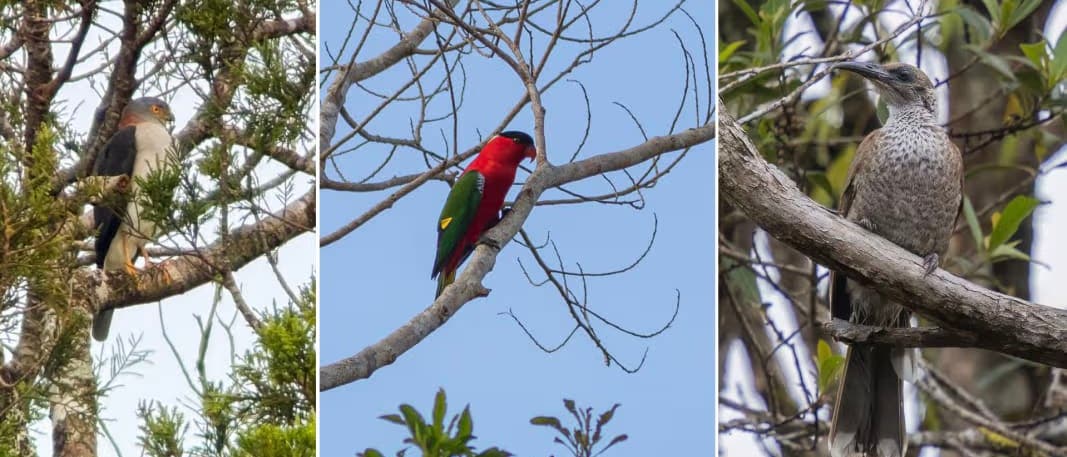 Drei Fotos von Vögeln in Bäumen. Links ein Vogel mit grauem Gefieder und gelben Augen, in der Mitte ein bunter Vogel mit rotem und grünem Gefieder, rechts ein Vogel mit braunem, gesprenkeltem Gefieder. Alle Vögel sitzen auf Ästen, umgeben von Laub. Der Himmel ist klar und blau. Drei Fotos von Vögeln in Bäumen. Links ein Vogel mit grauem Gefieder und gelben Augen, in der Mitte ein bunter Vogel mit rotem und grünem Gefieder, rechts ein Vogel mit braunem, gesprenkeltem Gefieder. Alle Vögel sitzen auf Ästen, umgeben von Laub. Der Himmel ist klar und blau.