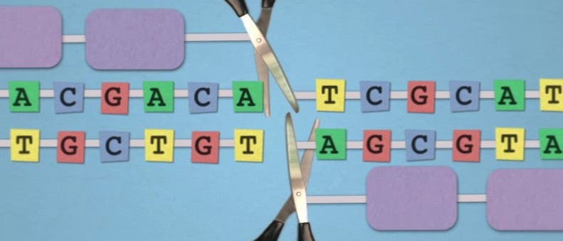Eingriff ins Genom