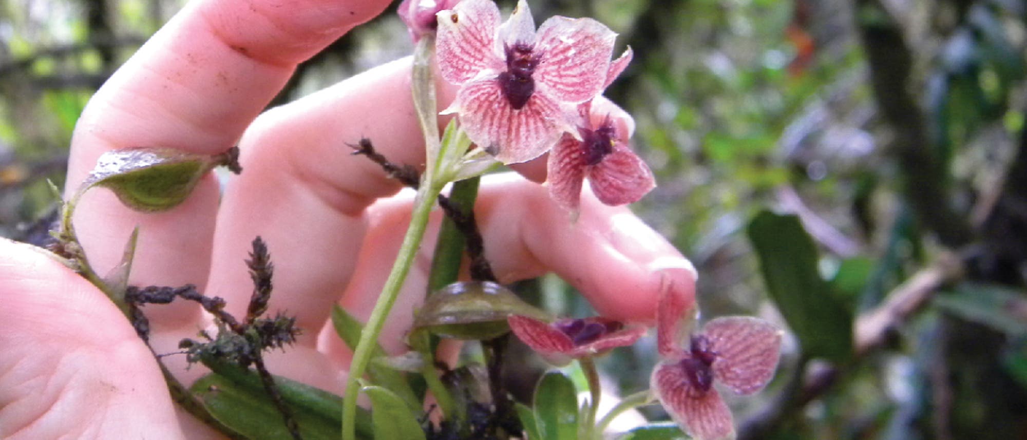 Telipogon diabolicus - eine seltene Orchidee aus Kolumbien