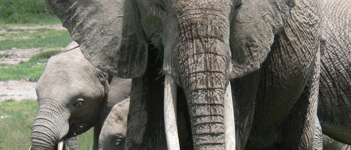 Schnüffelnde Elefantendame