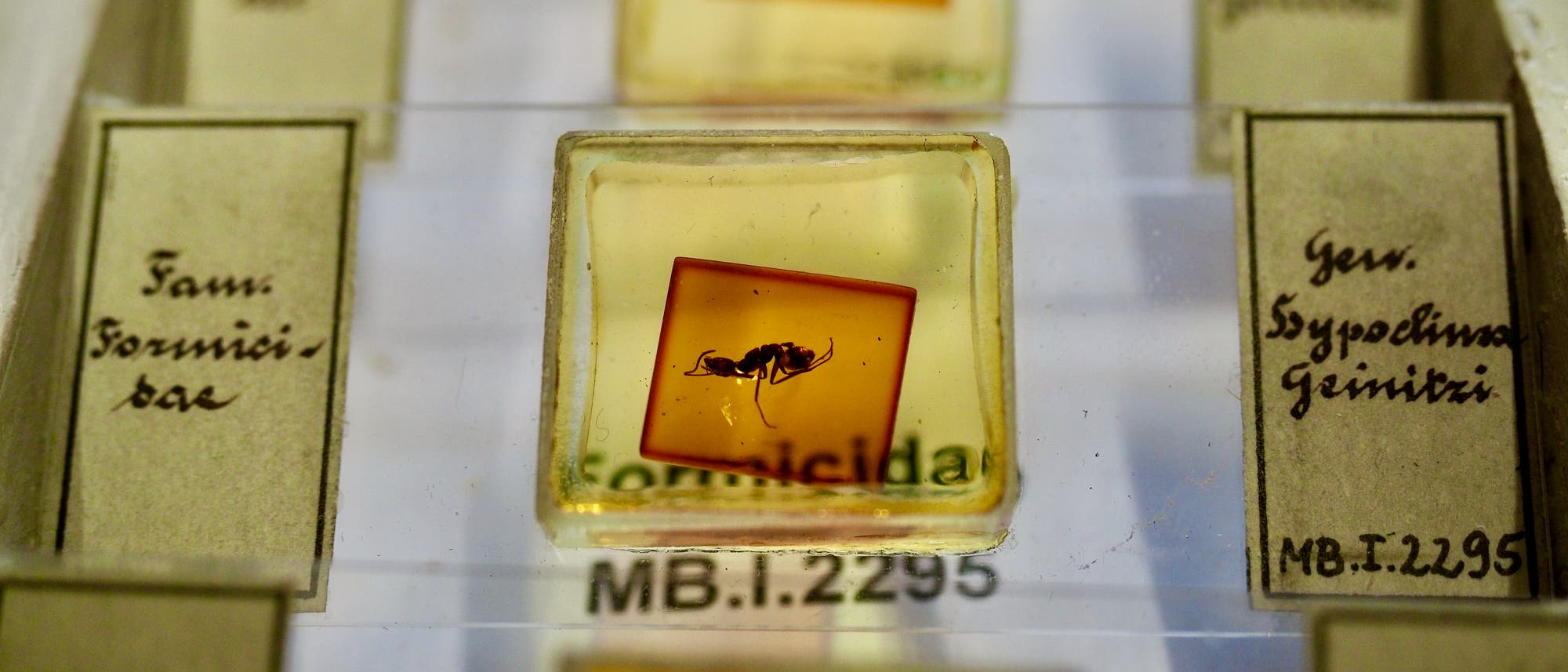 In den Schubladen der Bernsteinsammlung am Naturkundemuseum Berlin lagern 40000 Stücke. Darunter dieses Exemplar mit eingeschlossener Ameise.