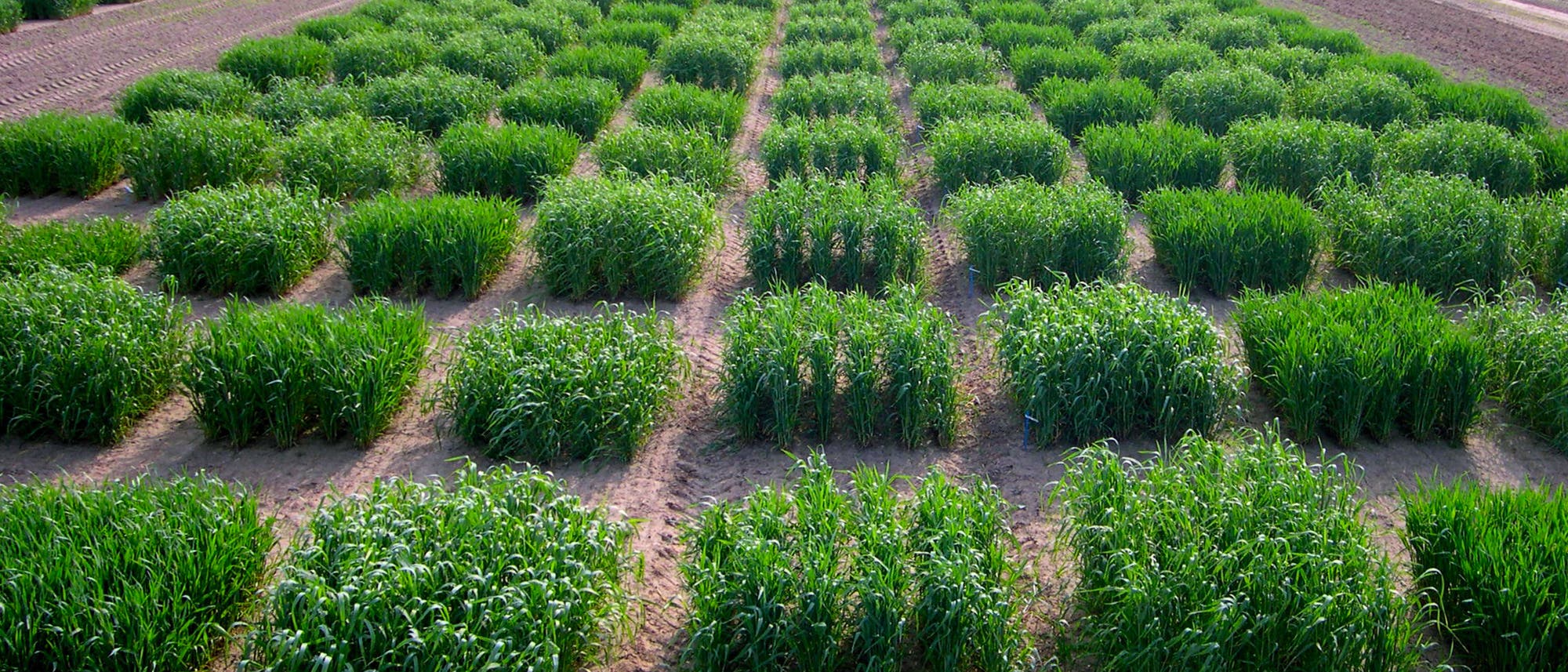 Grüne Roggenpflanzen in einem landwirtschaftlichen Versuchsfeld, die in quadratischen Parzellen angeordnet sind. Die Pflanzen sind gleichmäßig verteilt und zeigen unterschiedliche Wachstumsstadien.