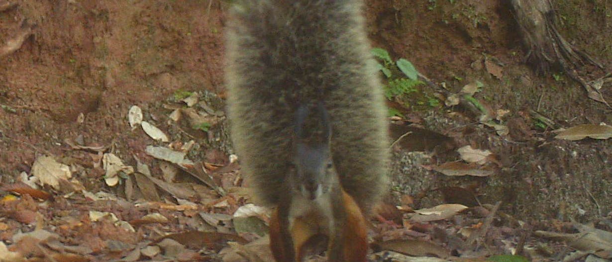 Das Borneo-Hörnchen (Rheithrosciurus macrotis)