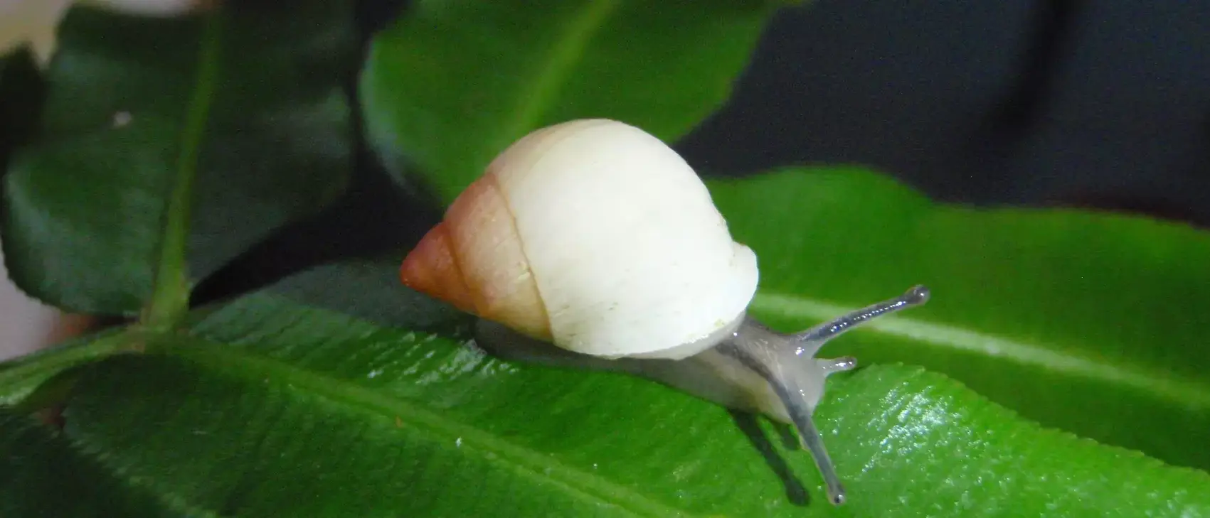 Eine Schnecke aus der Gattung Partula sitzt auf einem großen grünen Blatt. Das Schneckengehäuse ist weißbraun, wobei die Farbintensität nach außen zunimmt. Der Körper des Tieres ist hellgrau, die beiden Fühler sind dunkelgrau. Die Schnecke blickt nach rechts.