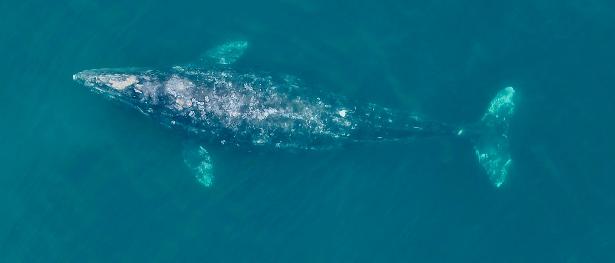 Ein Grauwal schwimmt durch das blaue Meer. Das Bild wurde von einer Drohne gemacht und zeigt den gesamten Wal, der sich nahe der Oberfläche befindet und dessen Rücken teilweise aus dem Wasser herausschaut.