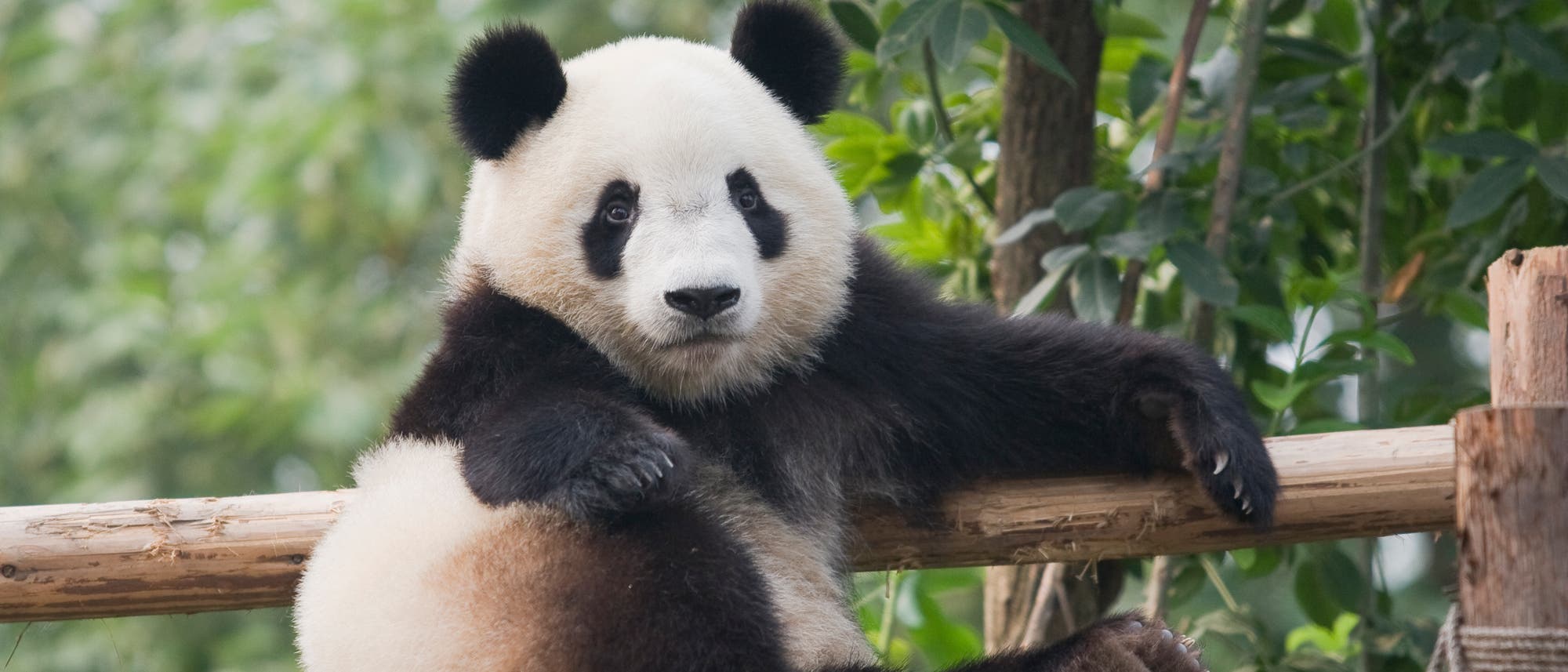 Ein Pandabär am Bambuszaun