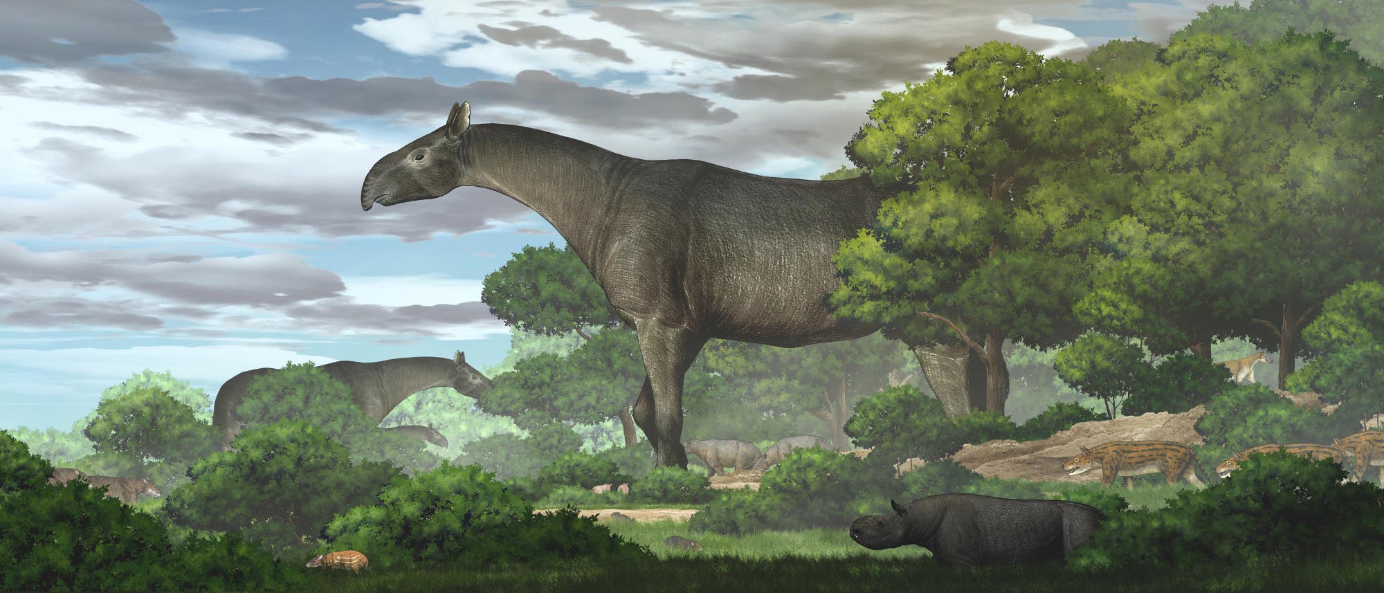 Riesennashörner der Gattung Paraceratherium in ihrem Lebensraum