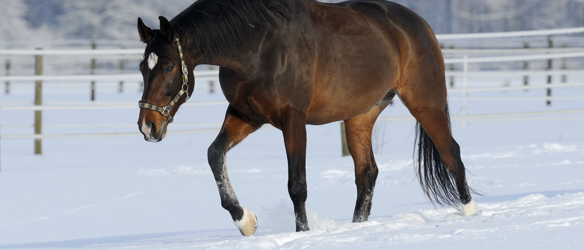 Ein Pferd auf der verschneiten Weide