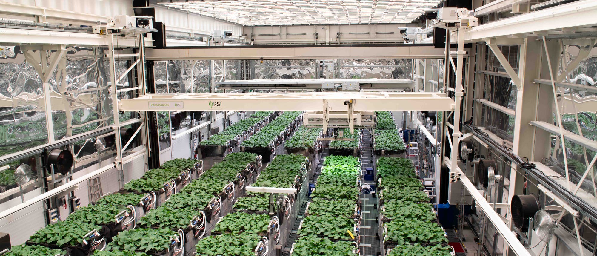 Ein modernes Gewächshaus mit einer Vielzahl von grünen Pflanzen, die unter einem Gitter aus LED-Leuchten wachsen. Die Wände sind mit reflektierenden Materialien verkleidet, die das Licht gleichmäßig verteilen. Ventilatoren und technische Ausrüstung sind an den Seiten sichtbar, was auf eine kontrollierte Umgebung für Pflanzenwachstum hinweist.