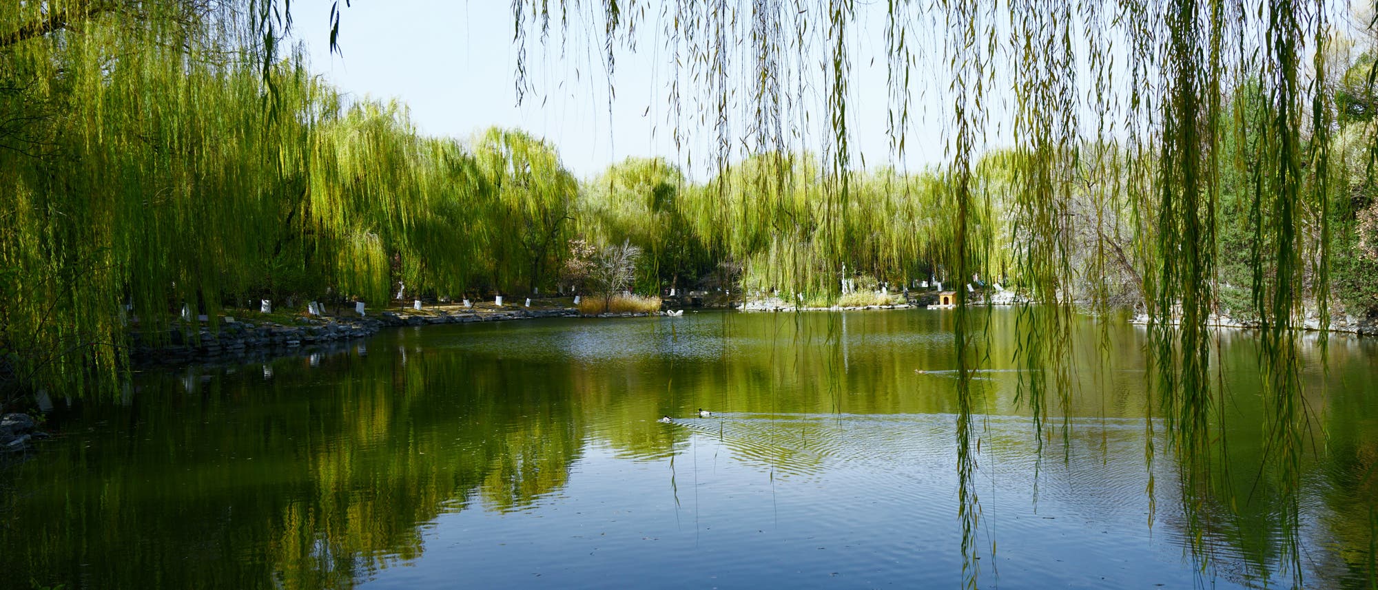 Ein ruhiger See, umgeben von üppigen, grünen Weiden, deren Zweige über das Wasser hängen. Die Oberfläche des Sees spiegelt die Bäume wider und erzeugt ein friedliches, harmonisches Bild. Im Hintergrund sind einige Spaziergänger auf einem Pfad zu sehen, der entlang des Ufers verläuft. Der Himmel ist klar und blau. Ein ruhiger See, umgeben von üppigen, grünen Weiden, deren Zweige über das Wasser hängen. Die Oberfläche des Sees spiegelt die Bäume wider und erzeugt ein friedliches, harmonisches Bild. Im Hintergrund sind einige Spaziergänger auf einem Pfad zu sehen, der entlang des Ufers verläuft. Der Himmel ist klar und blau.