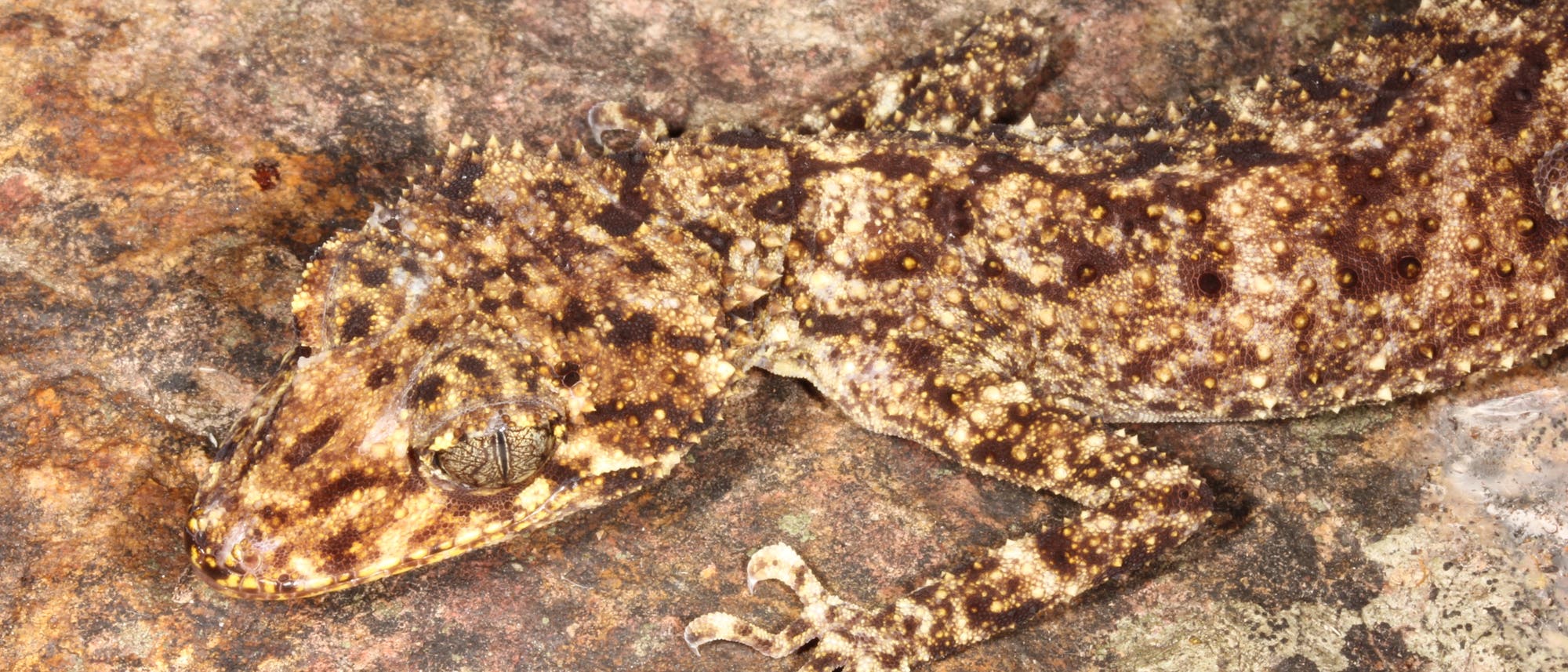 Neu entdeckte Geckoart in Australien