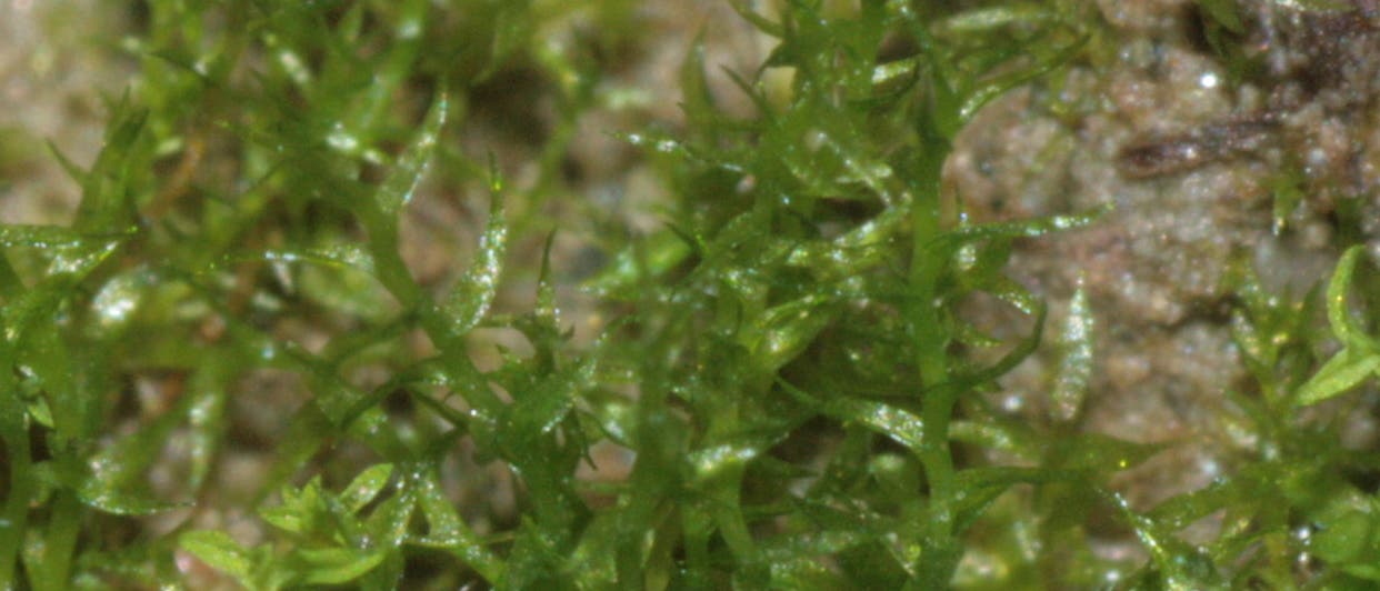 Nahaufnahme von grünem Moos auf einer erdigen Oberfläche. Die Moosblätter sind fein und spitz zulaufend, mit einer glänzenden Textur, die das Licht reflektiert. Der Hintergrund ist unscharf und zeigt eine Mischung aus Erde und weiteren Moospflanzen.