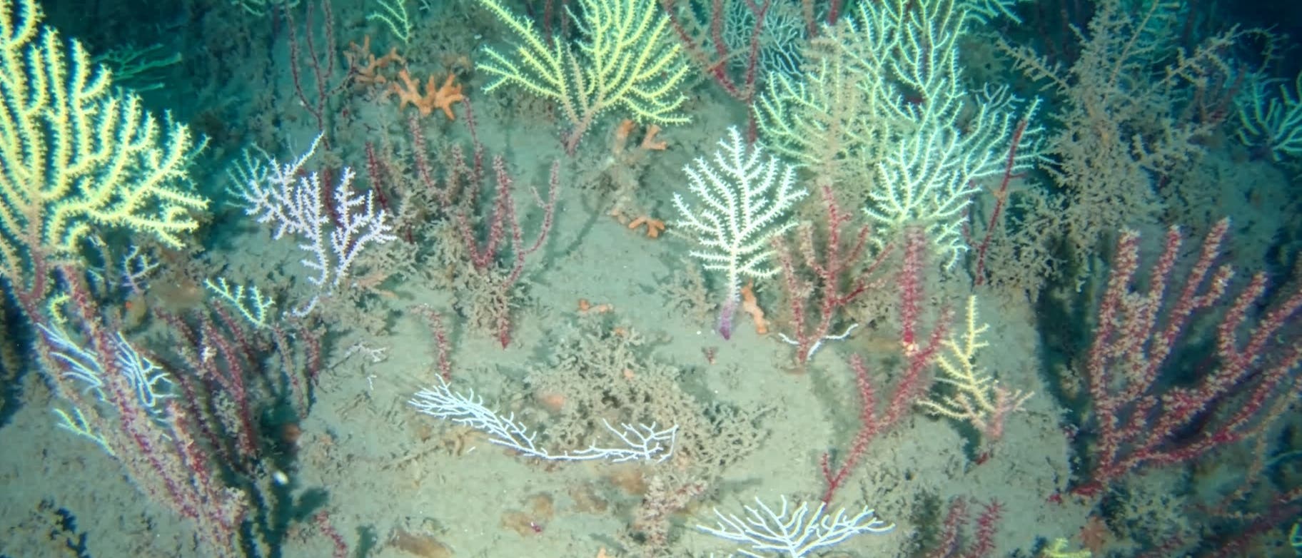 Unterwasseraufnahme eines Korallenriffs mit verschiedenen Arten von Weichkorallen in leuchtenden Farben wie Gelb, Lila und Rot. Die Korallen sind auf sandigem Meeresboden verteilt. Im Hintergrund sind weitere Korallenstrukturen zu sehen. Unten rechts ist ein Zeitstempel mit dem Datum 2025/12/24 und der Uhrzeit 12:15:59 eingeblendet. Unterwasseraufnahme eines Korallenriffs mit verschiedenen Arten von Weichkorallen in leuchtenden Farben wie Gelb, Lila und Rot. Die Korallen sind auf sandigem Meeresboden verteilt. Im Hintergrund sind weitere Korallenstrukturen zu sehen. Unten rechts ist ein Zeitstempel mit dem Datum 2025/12/24 und der Uhrzeit 12:15:59 eingeblendet.