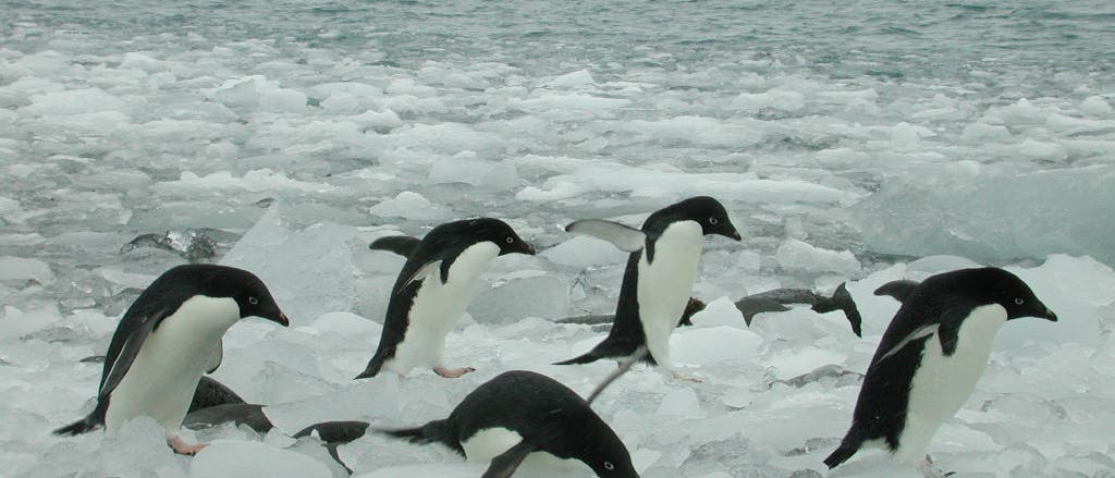Pinguine hüpfen ins Wasser