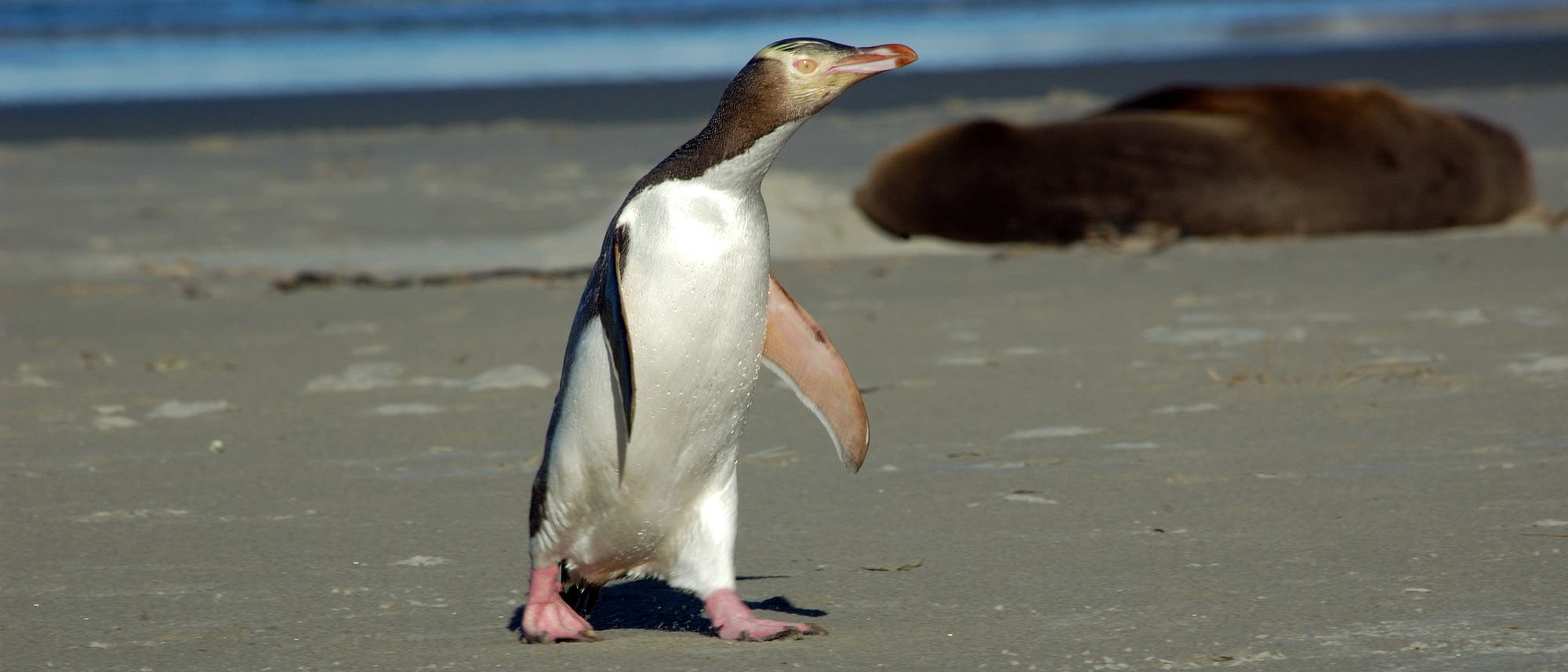 Ein Gelbaugenpinguin steht aufrecht am Strand, während im Hintergrund ein Seelöwe im Sand ruht. Der Ozean ist in der Ferne sichtbar. Die Szene vermittelt eine ruhige Küstenatmosphäre. Ein Gelbaugenpinguin steht aufrecht am Strand, während im Hintergrund ein Seelöwe im Sand ruht. Der Ozean ist in der Ferne sichtbar. Die Szene vermittelt eine ruhige Küstenatmosphäre.